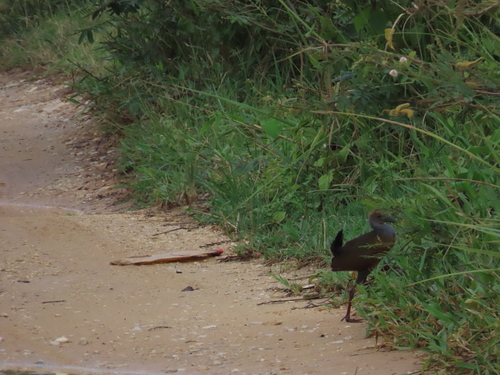 Gray-cowled Wood-Rail