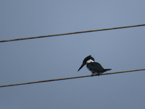 Amazon Kingfisher