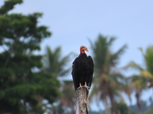 Lesser Yellow-headed Vulture