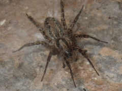 Agelenidae