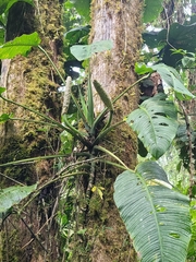 Monstera oreophila image