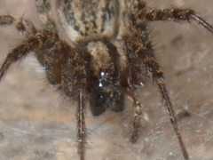 Agelenidae