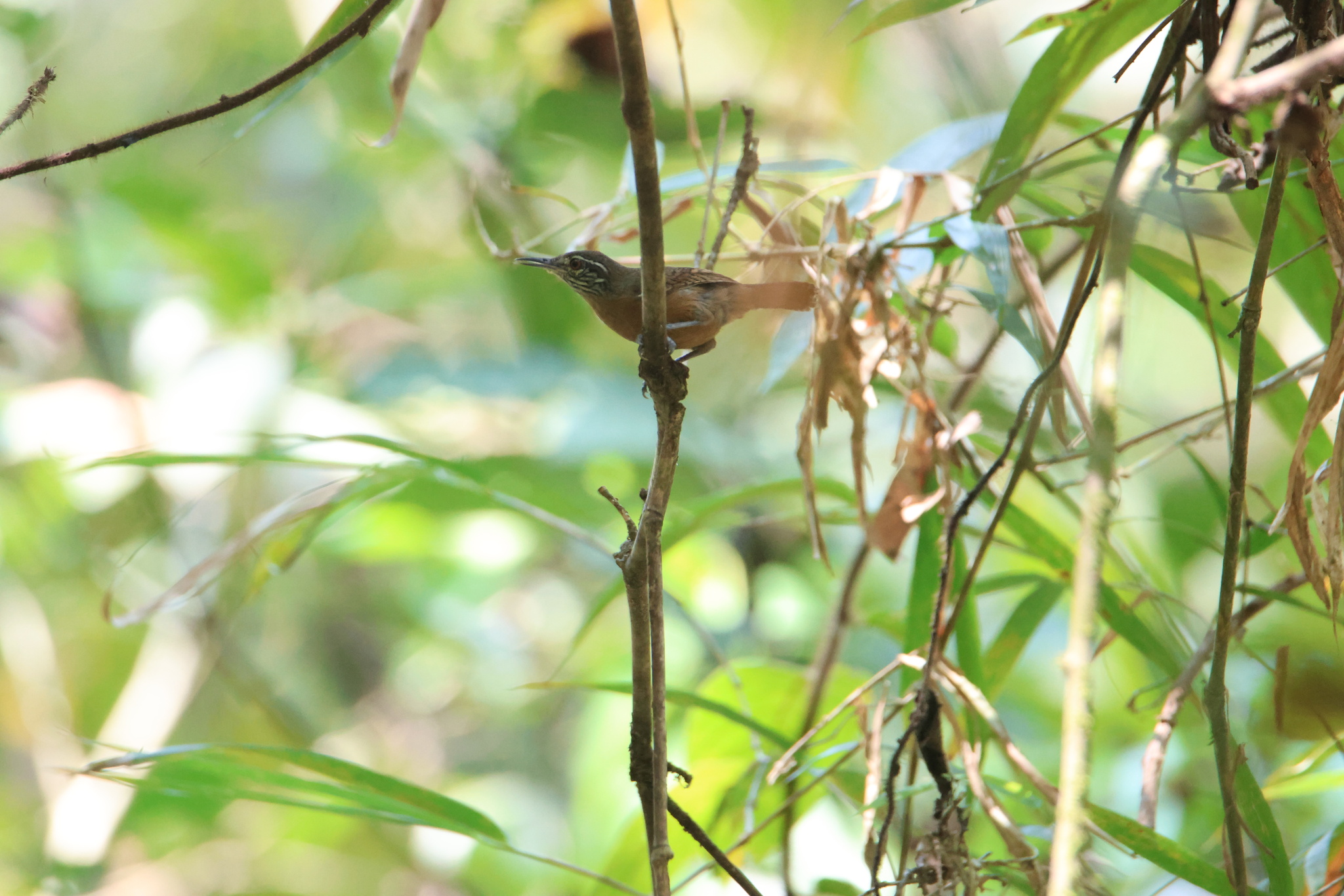 Stripe-throated Wren (Cantorchilus leucopogon), photo 5