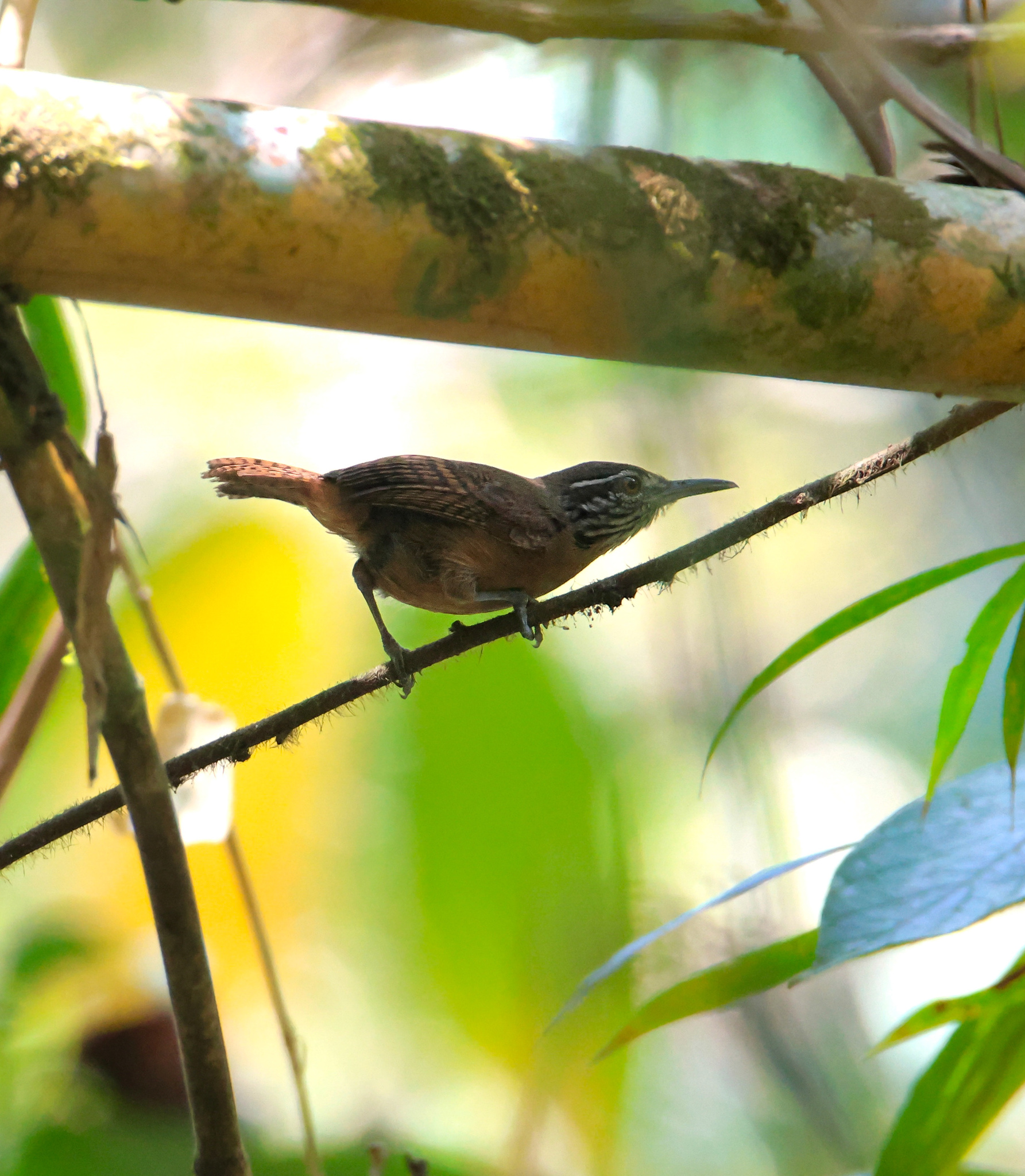 Stripe-throated Wren (Cantorchilus leucopogon), photo 4