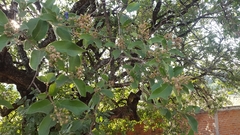 Ehretia latifolia