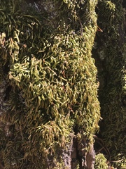 Scleropodium cespitans