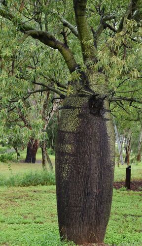 Brachychiton rupestris