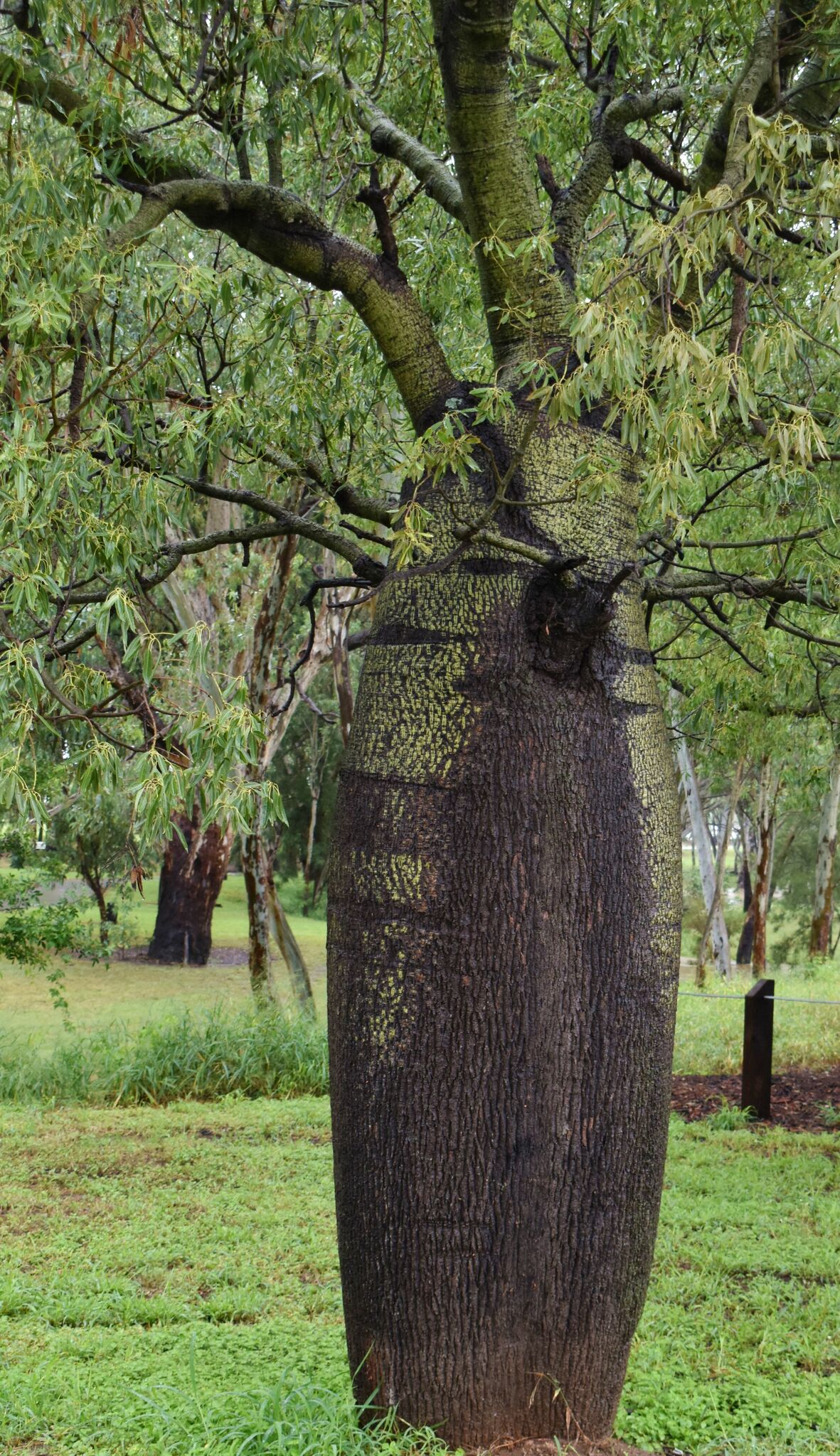 Bottle Tree (Brachychiton rupestris)