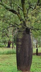 Brachychiton rupestris