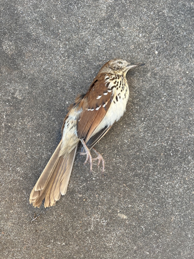 Brown Thrasher from S Dollison Ave, Springfield, MO, US on April 4