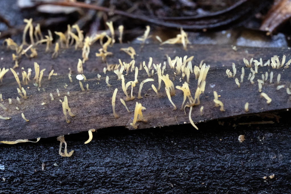 Calocera pedicellata
