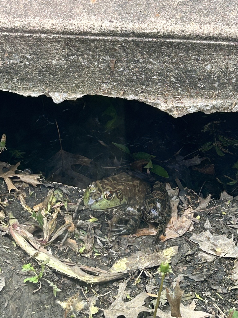 American Bullfrog from Staree Ln, Fort Worth, TX, US on April 1, 2024 ...