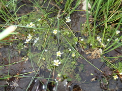 Ranunculus trichophyllus trichophyllus
