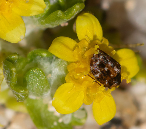 Buffalo carpet beetle photo 6