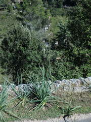 Asphodelus ramosus ramosus