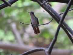 Leucolia viridifrons