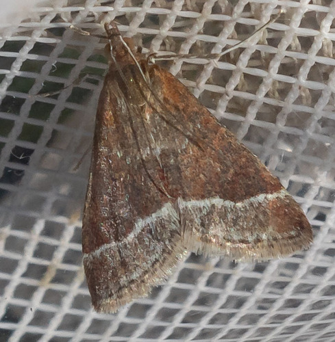 Lethal Pyrausta photo 3