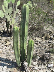 Lophocereus marginatus