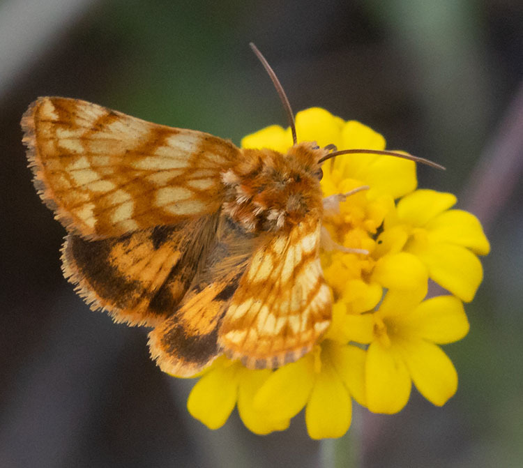 Xanthothrix neumoegeni