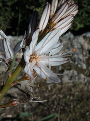 Asphodelus ramosus ramosus