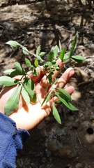 Trichilia havanensis