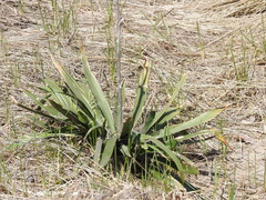 Yucca flaccida