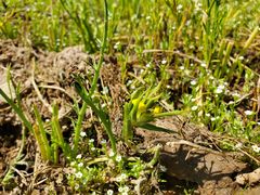 Castilleja campestris succulenta