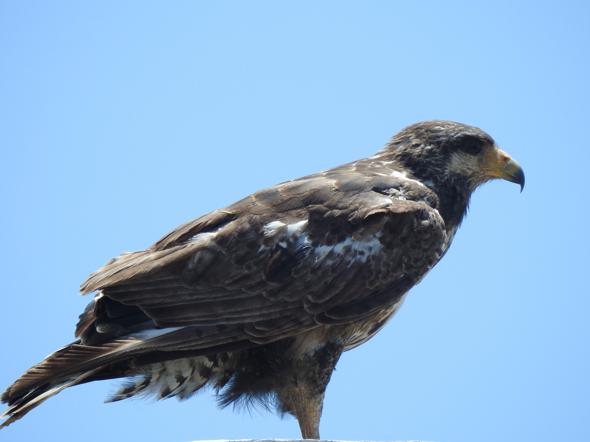 Cuban Black Hawk (Buteogallus gundlachii), photo 9