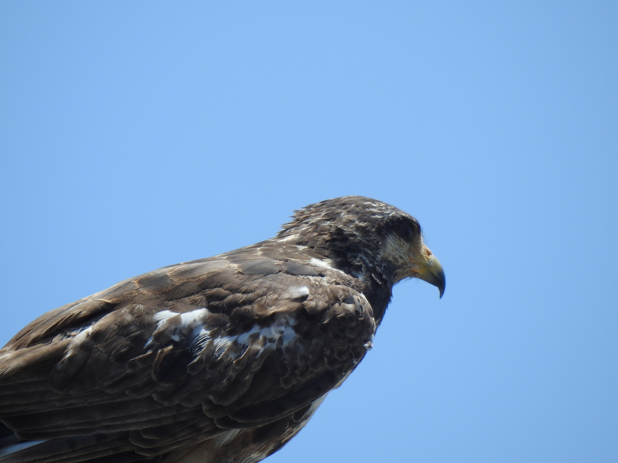 Cuban Black Hawk (Buteogallus gundlachii), photo 10