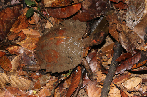 Spiny Turtle