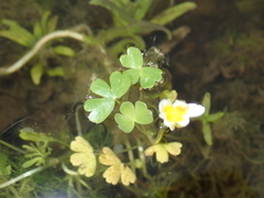 Ranunculus peltatus
