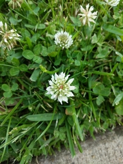 Trifolium repens