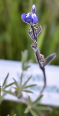 Lupinus polycarpus