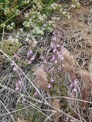 Sairocarpus nuttallianus