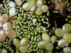 Wolffia arrhiza