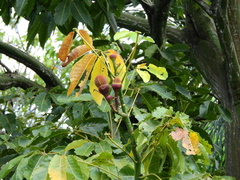 Pseudobombax munguba