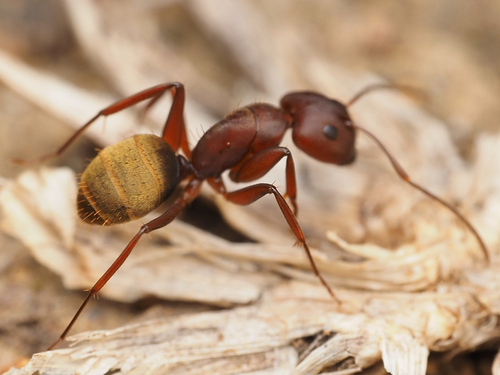Camponotus chazalieiCamponotus chazaliei