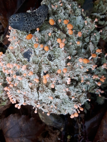 Pink Earth Lichen