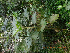 Bocconia frutescens