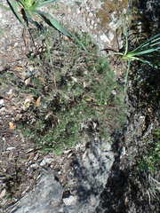 Astragalus balearicus