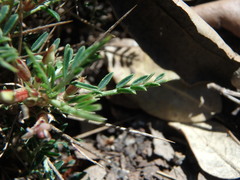 Astragalus balearicus