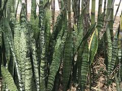 Sansevieria ehrenbergii