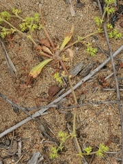 Chorizanthe procumbens