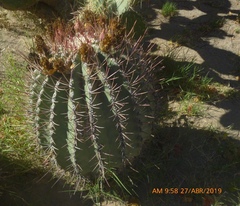 Ferocactus emoryi rectispinus