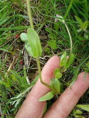 Plectritis congesta