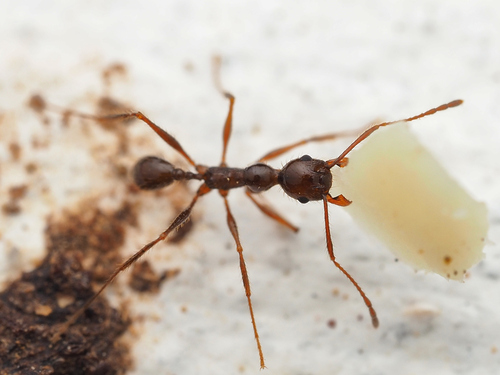 Pheidole jelskiiPheidole jelskii