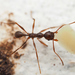 Pheidole jelskii - Photo (c) Julian F, some rights reserved (CC BY-NC), uploaded by Julian F