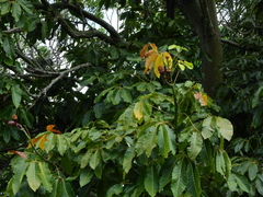 Pseudobombax munguba