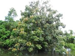 Pseudobombax munguba