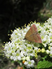 Phytometra viridaria